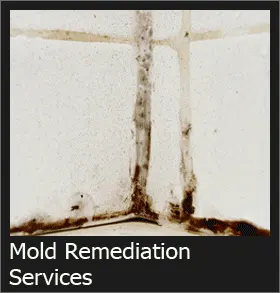 Mold Remediation Service Los Angeles & Riverside